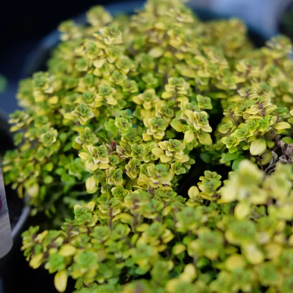 Thyme 'Archers Gold' 11cm