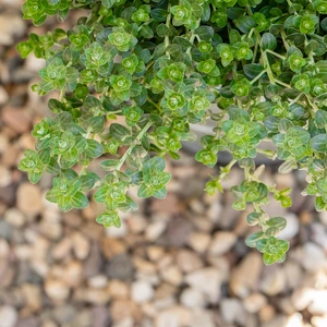 Thyme - Broad Leaf 8.5cm