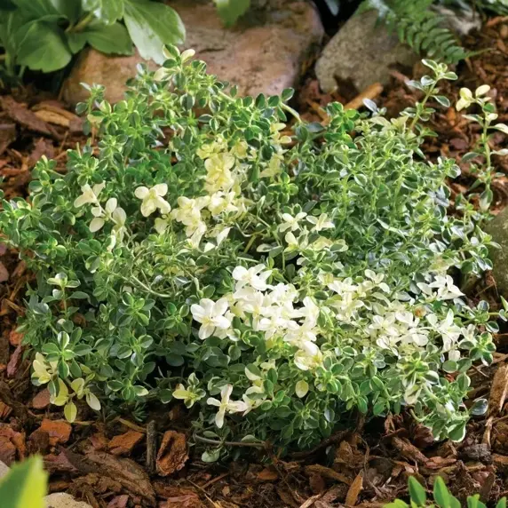 Thyme 'Foxley' 9cm