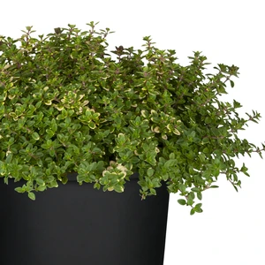 Thymus x citriodorus 'Sambesi'