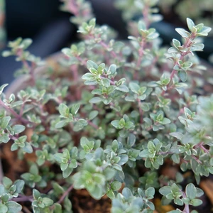 Thyme 'Silver Posie' 1L