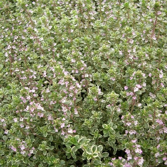 Picture Credit - Kernock Park Plants