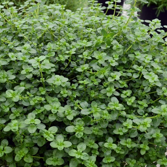 Picture - Ball Horticultural