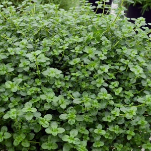 Picture - Ball Horticultural