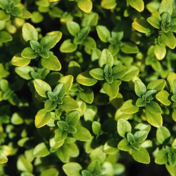 Picture - Kernock Park Plants