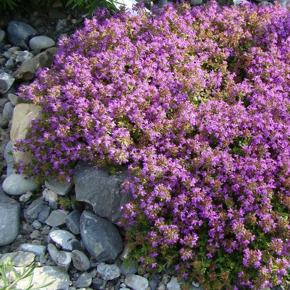 Thymus serpyllum 'Annie Hall' 9cm