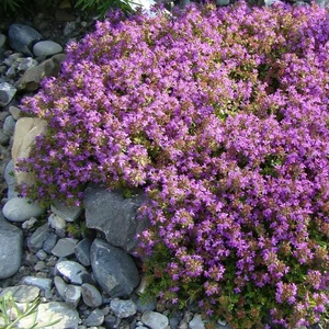 Thymus serpyllum 'Annie Hall' 9cm