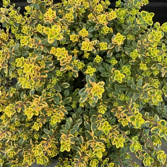 Thymus x citriodorus 'Aureus'