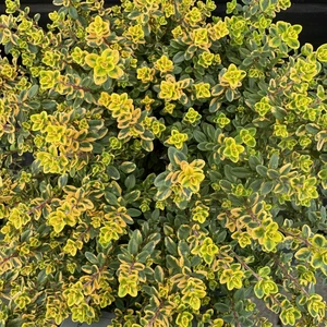 Thymus x citriodorus 'Aureus'