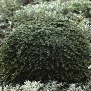 Thymus serpyllum 'Elfin' 9cm