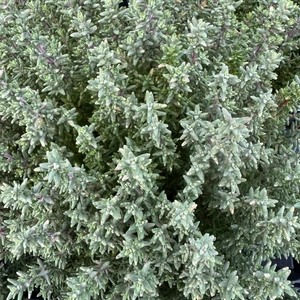 Thymus vulgaris 'Faustini' - image 1