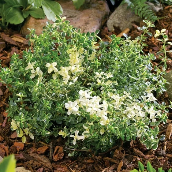 Thymus pulegioides 'Foxley'