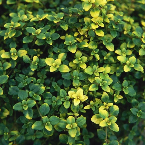 Picture - Kernock Park Plants