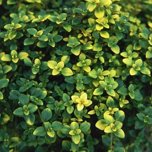 Picture - Kernock Park Plants