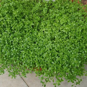Picture - Kernock Park Plants
