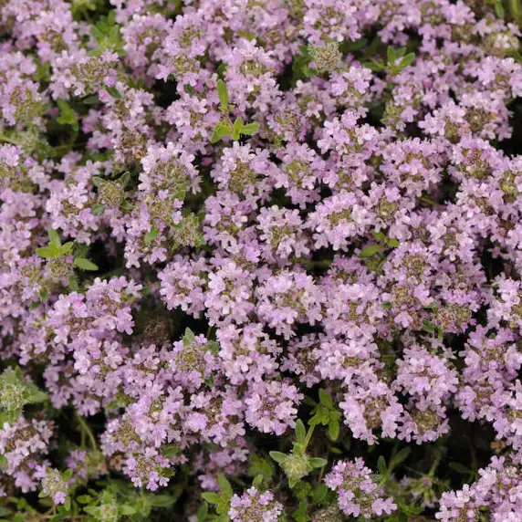 Picture - Walter's Gardens Inc.