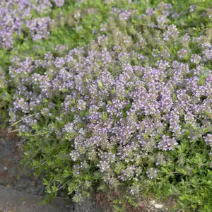 Picture - Walter's Gardens Inc.