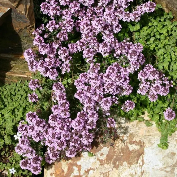 Picture - Kernock Park Plants