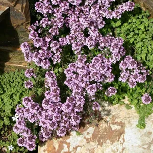 Picture - Kernock Park Plants