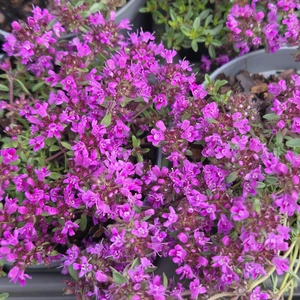 Thymus praecox 9cm