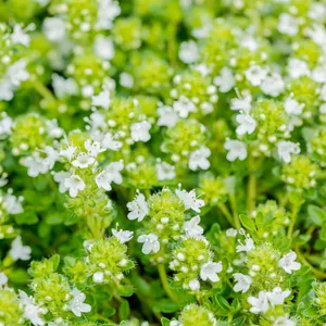 Thymus praecox 'Albiflorus'
