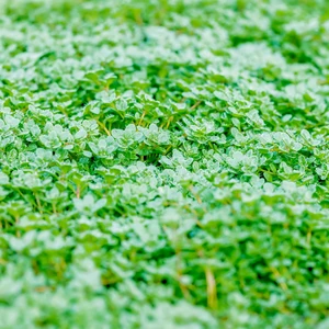Thymus praecox 'Minor' 1L