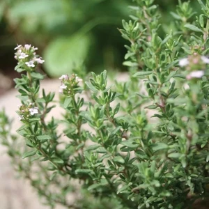 Thymus vulgaris 'Precompa'