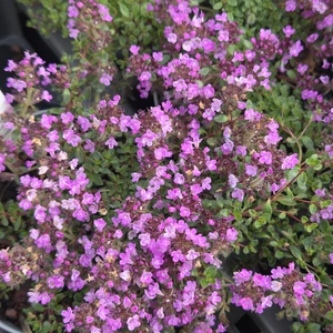 Thymus 'Purple Beauty' 9cm