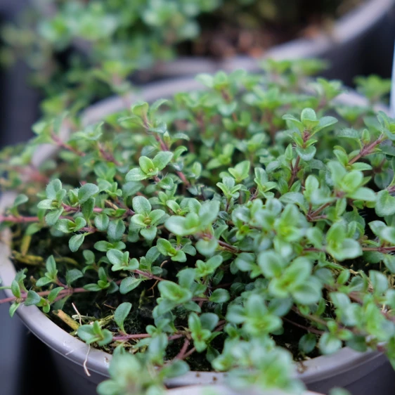 Thymus serpyllum 'Red Carpet' 1L - image 1