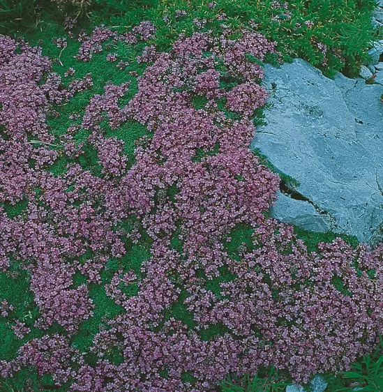 Thymus serpyllum 'Red Carpet' 1L - image 2