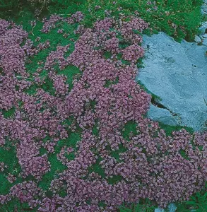Thymus serpyllum 'Red Carpet' 1L - image 2