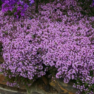 Kernock Park Plants