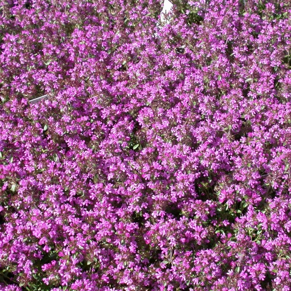 Picture Credit - Kernock Park Plants