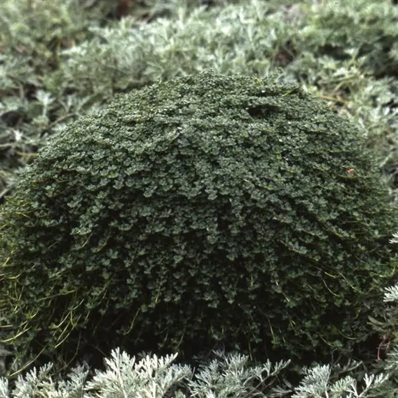 Thymus serpyllum 'Elfin'