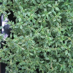 Image Credit: Kernock Park Plants Ltd.