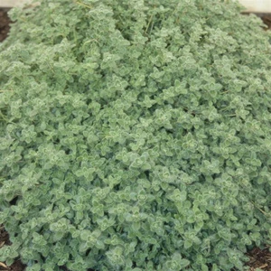 Thymus pseudolanuginosus 'Woolly' 9cm