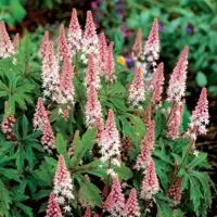 Tiarella