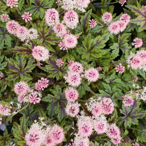 Image Credit: Plantipp BV®