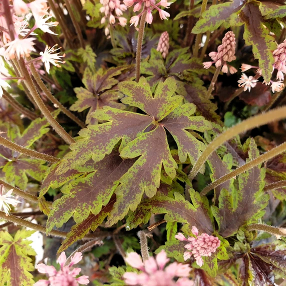 Image Credit: Plantipp BV®