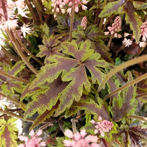 Image Credit: Plantipp BV®