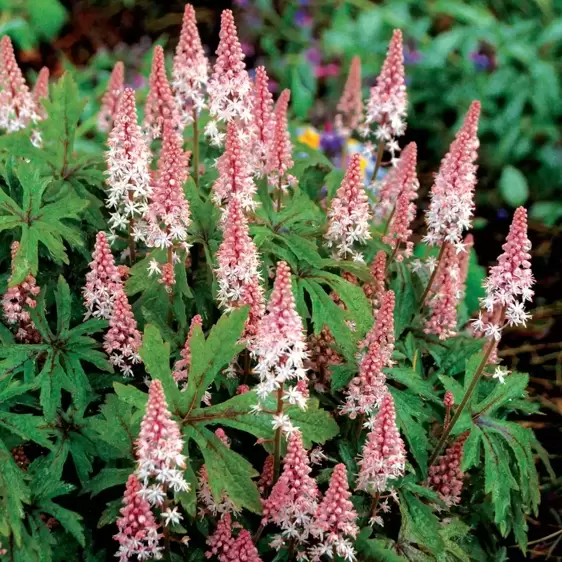 Tiarella 'Pink Skyrocket' - Photo(s) courtesy of TERRA NOVA® Nurseries, Inc.