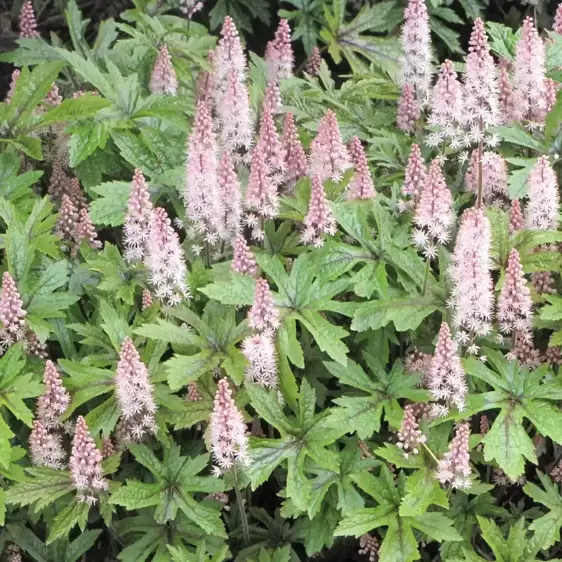 Tiarella 'Pink Skyrocket' - Photo(s) courtesy of TERRA NOVA® Nurseries, Inc.