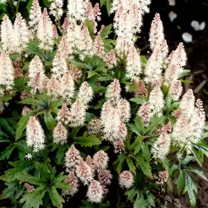 Tiarella 'Pink Skyrocket' - Photo(s) courtesy of TERRA NOVA® Nurseries, Inc.