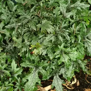 Tiarella 'Pink Skyrocket' - Photo(s) courtesy of TERRA NOVA® Nurseries, Inc.