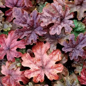 Tiarella 'Pink Skyrocket' - Photo(s) courtesy of TERRA NOVA® Nurseries, Inc.