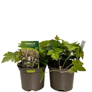 Tiarella 'Running Tiger'