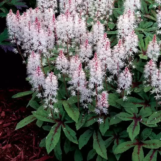 Tiarella 'Spring Symphony' - Photo(s) courtesy of TERRA NOVA® Nurseries, Inc.