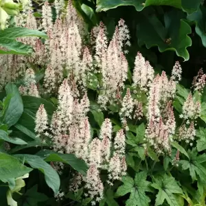 Tiarella 'Spring Symphony' - Photo(s) courtesy of TERRA NOVA® Nurseries, Inc.