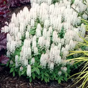 Tiarella 'Spring Symphony' - Photo(s) courtesy of TERRA NOVA® Nurseries, Inc.