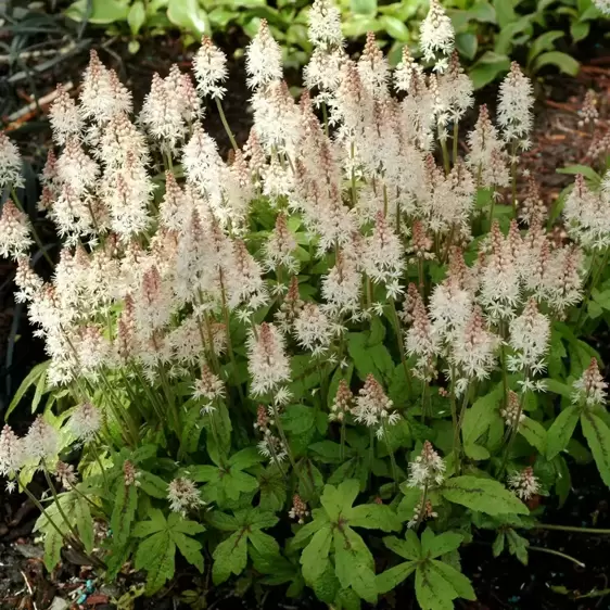 Tiarella 'Spring Symphony' - Photo(s) courtesy of TERRA NOVA® Nurseries, Inc.